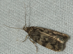 Barea subviridella