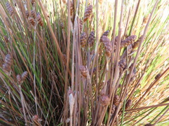 Nevillea obtusissima