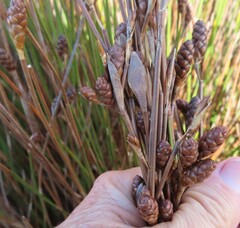 Nevillea obtusissima