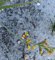 Tritoniopsis parviflora