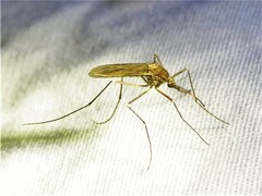 Culiseta inornata
