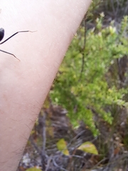 Leptomyrmex rufithorax