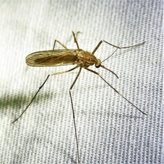 Culiseta inornata