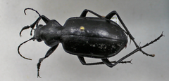 Calosoma peregrinator