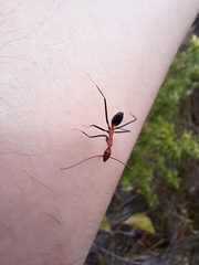 Leptomyrmex rufithorax