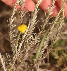 Helichrysum rutilans
