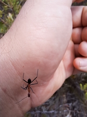 Leptomyrmex rufithorax