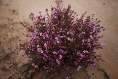 Boronia inornata