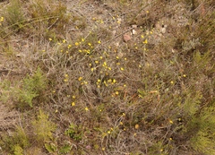 Helichrysum rutilans