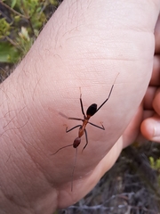 Leptomyrmex rufithorax