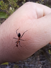 Leptomyrmex rufithorax