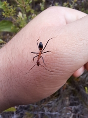 Leptomyrmex rufithorax