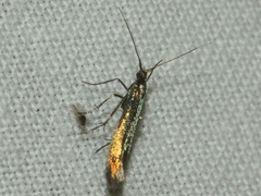 Coleophora