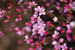 Boronia inornata
