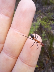 Leptomyrmex rufithorax