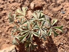Sphaeralcea coccinea