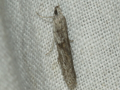 Cryptoblabes hemigypsa