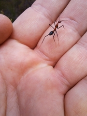 Leptomyrmex rufithorax