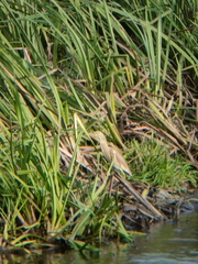 Ardeola ralloides