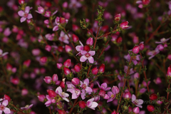 Boronia inornata