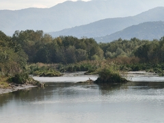 Ardeola ralloides