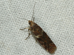 Ephestiopsis oenobarella