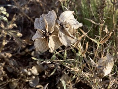 Zinnia grandiflora