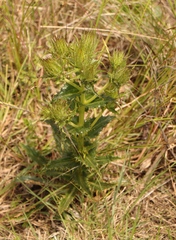 Berkheya carlinoides