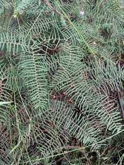 Gleichenia microphylla