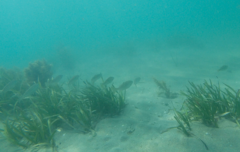 Helotes octolineatus