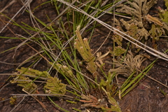 Selaginella uliginosa