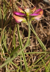 Polygala pubiflora