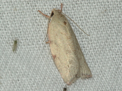 Euchaetis inceptella