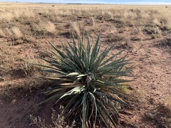 Yucca baccata