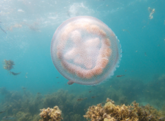 Pseudorhiza haeckeli