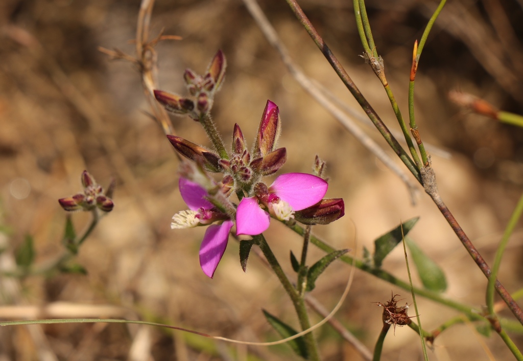 Hairyflower Falsepea