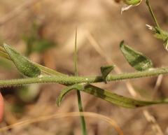 Polygala pubiflora