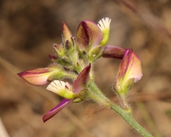 Polygala pubiflora