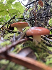 Russula rhodocephala