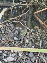 Pelophylax ridibundus