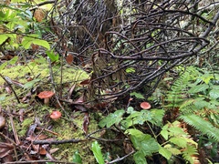 Russula rhodocephala
