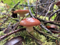 Russula rhodocephala