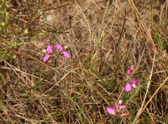 Polygala pubiflora