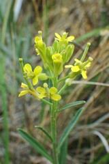 Erysimum inconspicuum