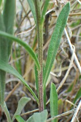 Erysimum inconspicuum