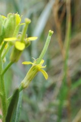 Erysimum inconspicuum