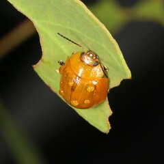 Paropsisterna cloelia