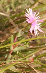 Lampranthus elegans