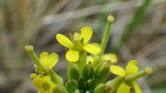 Erysimum inconspicuum