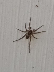 Pardosa